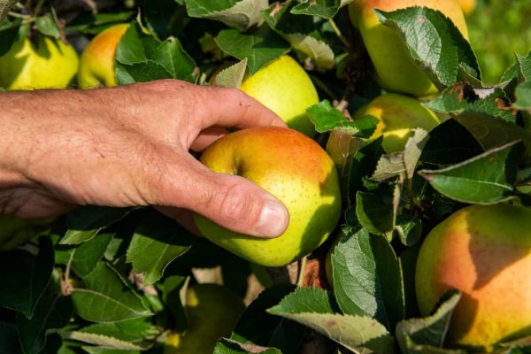 Best Way to Do Eco and Agriculture