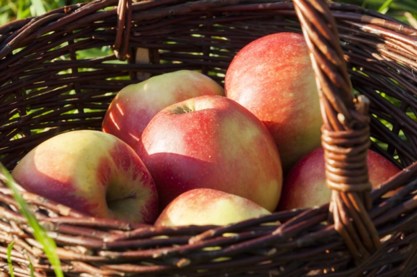 Best Way to Do Eco and Agriculture